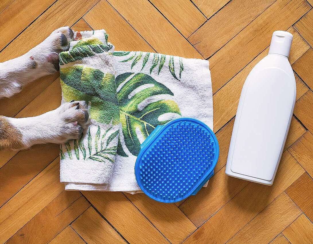 Igiene del cane, quanto e con cosa lavarlo
