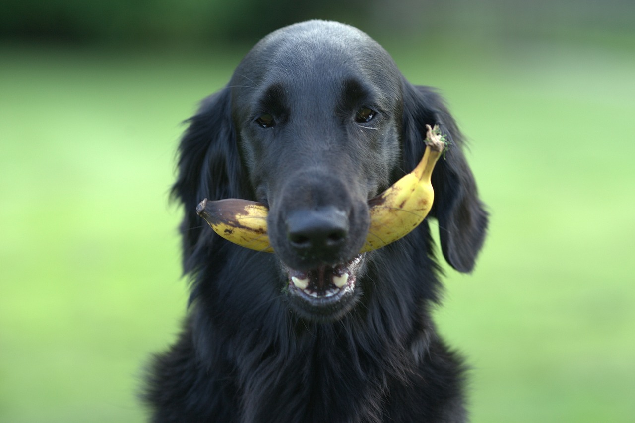 Alimentazione del cane in estate, bisogna cambiarla?